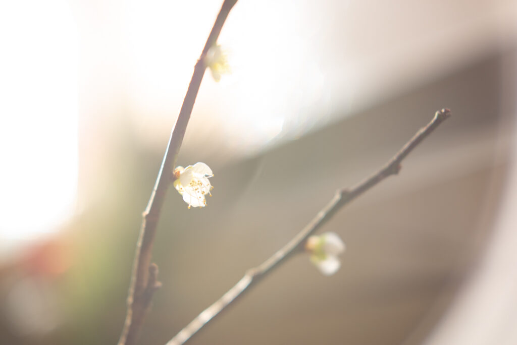 梅の花と新春の風景