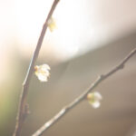 ume