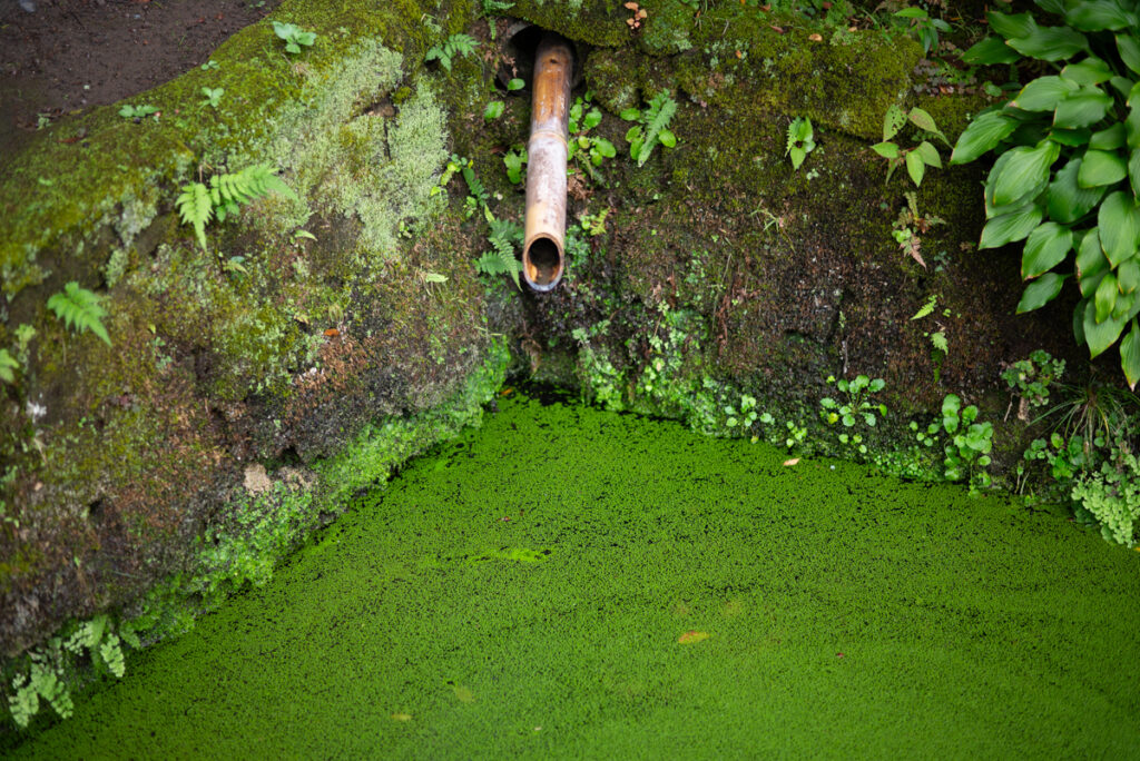 浄智寺 苔の緑