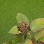 浄智寺 苔と藻の緑