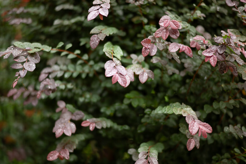 秋雨に濡れた葉