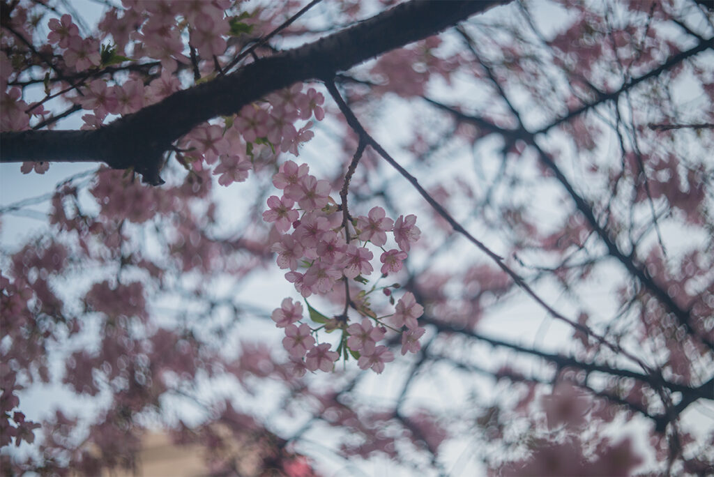 早咲きの桜